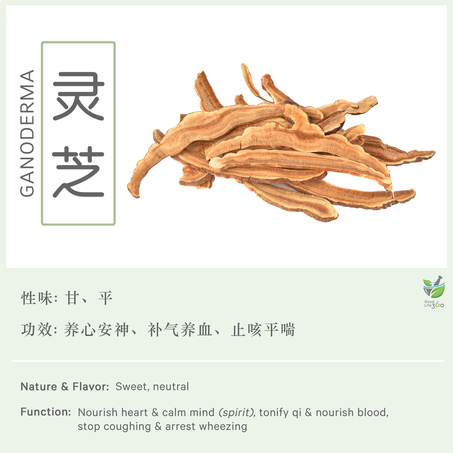 灵芝 Ganoderma