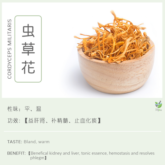 虫草花 Cordyceps Militaris